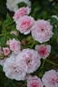 Baby Kikko ® rose photo