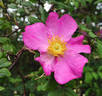 <i>Rosa</i> X <i>coryana</i> Hurst rose photo