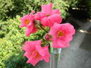 49-16-01 rose photo