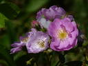 Red Robin rose photo