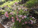 Rosa multiflora nana perpetua 'Garden Party' rose photo