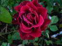 67-16-01 rose photo