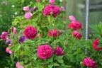 Souvenir de Pierre Vibert rose photo