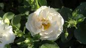Jeanne d'Arc rose photo