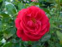 68-16-01 rose photo
