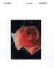 LIMbird rose photo