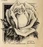 Mademoiselle Christine de Nouë rose photo