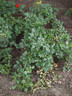 Gloed rose photo