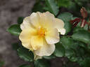 Apricot Queen rose photo