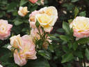Apricot Queen Elizabeth rose photo