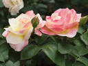Apricot Queen Elizabeth rose photo