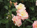 Apricot Queen Elizabeth rose photo