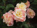 Apricot Queen Elizabeth rose photo