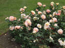 Apricot Queen Elizabeth rose photo