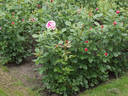 Romina rose photo