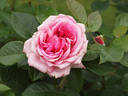Romina rose photo