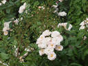 Jean Stephenne rose photo