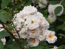 Jean Stephenne rose photo