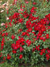 Cricket rose photo