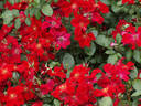 Cricket rose photo