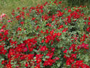 Cricket rose photo