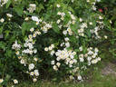 Golf rose photo