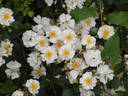 Golf rose photo