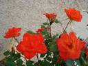 Warm Welcome rose photo
