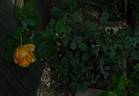 Lux Mundi rose photo