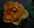 Lux Mundi rose photo