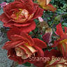 Strange Brew rose photo