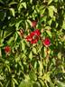 Don Juan rose photo