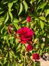 Don Juan rose photo
