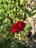 Don Juan rose photo