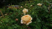 Gesualdo da Venosa rose photo