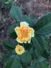 Yellow Button ® rose photo