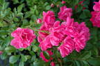 Lovely Fairy rose photo