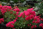 Lovely Fairy rose photo