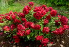 Roter Drache rose photo