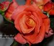 Poppy Flash rose photo