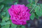 Souvenir de la Malmaison Rouge rose photo