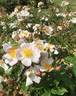 Ami Bernard Mandô ® rose photo