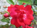 Paul Crampel rose photo