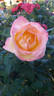 Topazio rose photo