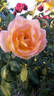 Topazio rose photo