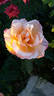 Topazio rose photo