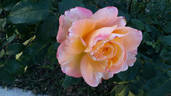 Topazio rose photo