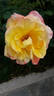 Topazio rose photo