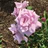 Ocean in Motion rose photo