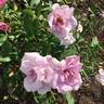 Ocean in Motion rose photo